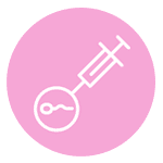 In Vitro Fertilization. ICSI
